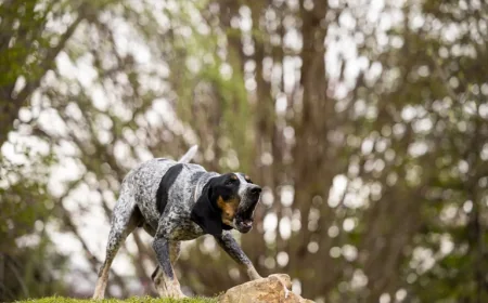 Smokey XII Joins Tennessee Volunteers as New Mascot