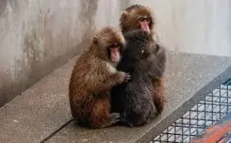 Punch Monkey and the Missing Details: When a Viral Animal Story Outpaces the Public Record