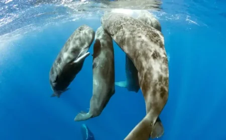 Sperm Whale Giving Birth: The “Midwives” Moment Scientists Captured Up Close