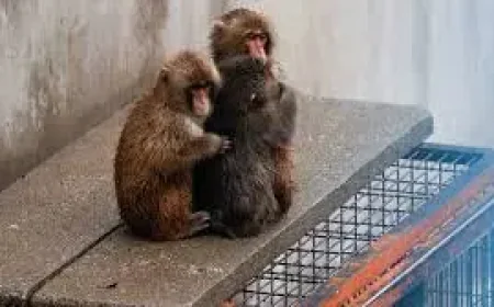 Punch The Monkey: Viral headlines promise a story, but the public gets a dead end