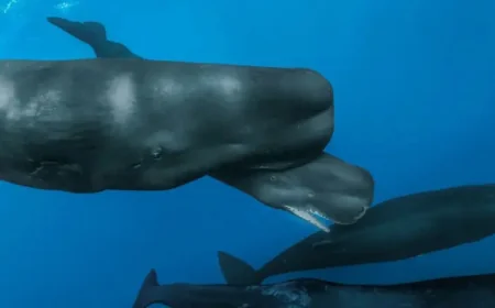 Sperm Whale Birth filmed off Dominica shows rare cooperative delivery and shifting coda vocal styles