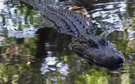 Clavicular Sparks Probe: Viral Airboat Footage of Alligator Shooting Draws FWC Scrutiny