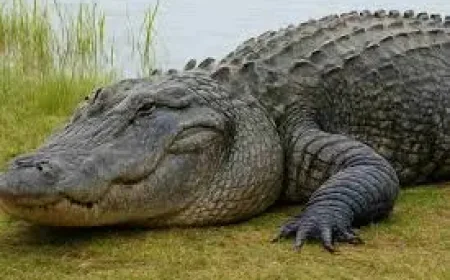 Clavicular Arrested — Arrests and an Everglades Alligator Video Expose a Conflicting Record