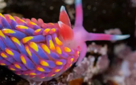 Looe: From Rainbow Sea Slug to TV Star — Two Unexpected Stories in One Town