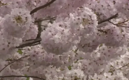 Cherry Blossom Festival Returns to Vancouver: 20 Years of Pink, People and Precautions