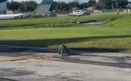 Clavicular Arrested in Florida on Battery Charge as Wildlife Probe Continues