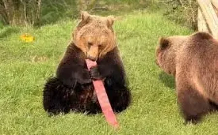 Old fire hoses made into toys for Whipsnade Zoo’s bears