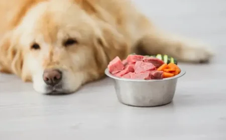 Infoman: Pampering Pets Reveals a Growing Care-Overreach That May Harm Them