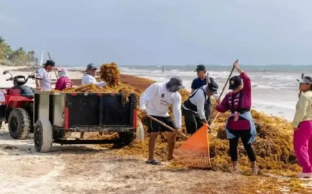 Tulum and the sargassum contradiction: 750 tons removed, yet the coast is still “reeling”
