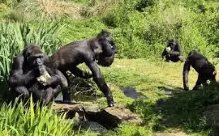 Bristol Zoo: 7 Gorillas Move to a Life Among the Trees — A Major Relocation and a Sudden Loss