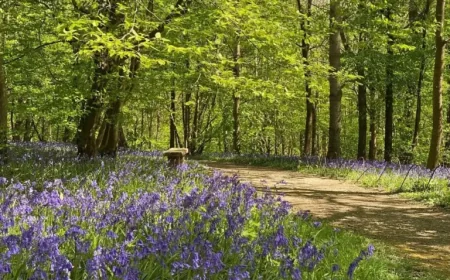 Hole Park: Bluebell bonanza sparks earliest ever opening — what it reveals about this spring