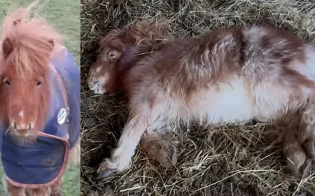 Jakarta: Central district flagged as the city’s densest area heading into 2026