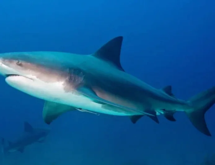 Lady Elliot Island attack exposes a tourist-safety paradox
