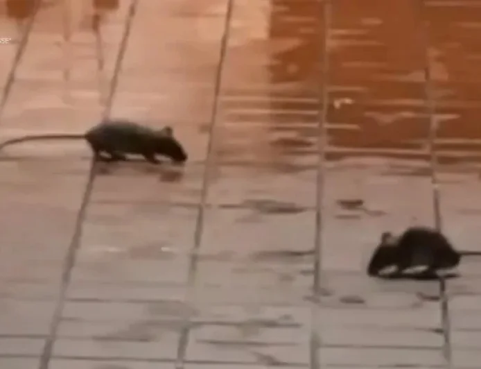 Mcdonald’s Shuts Down Wild Burger Rumor — And Faces a Separate Rodent Closure That Tests Trust