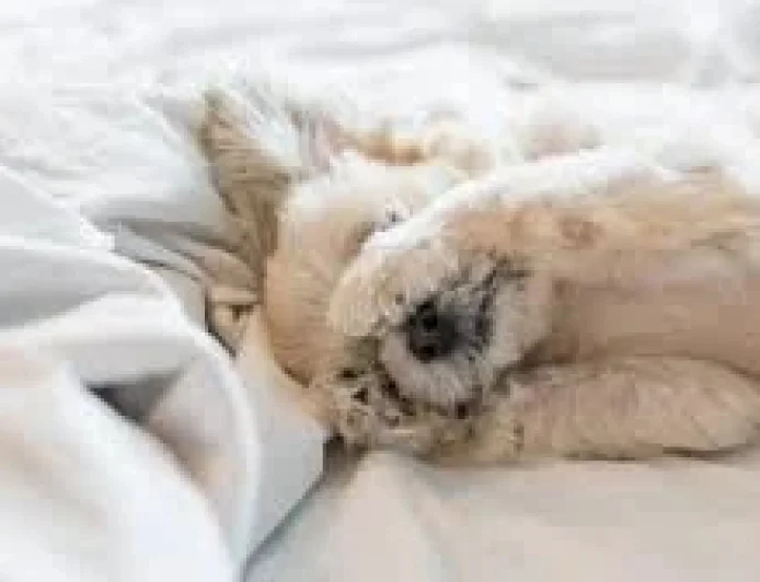 Sunrise Delayed as Daylight Saving Time 2026 Starts Sunday