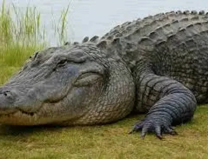 Clavicular Arrested — Arrests and an Everglades Alligator Video Expose a Conflicting Record