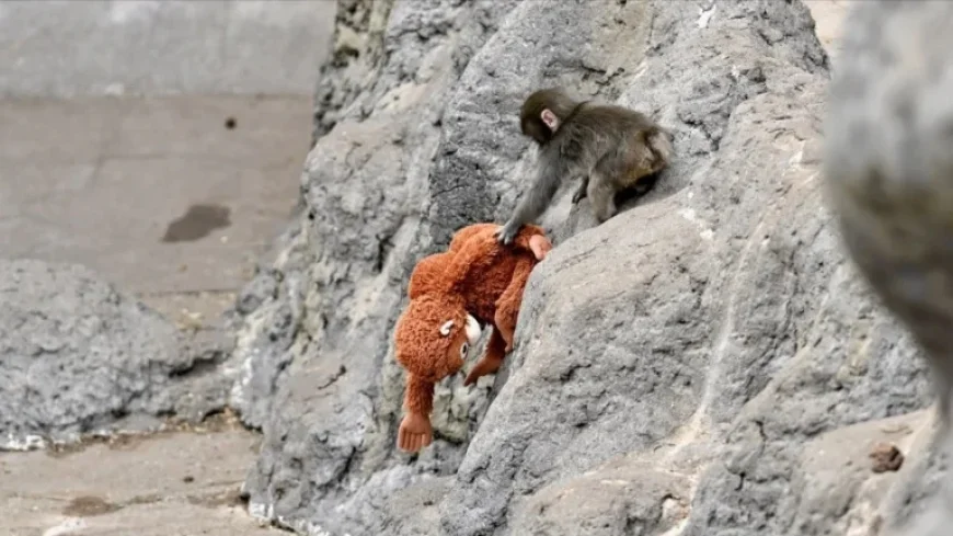 Viral Monkey Punch Videos Thrill Viewers, Many Created with AI Technology