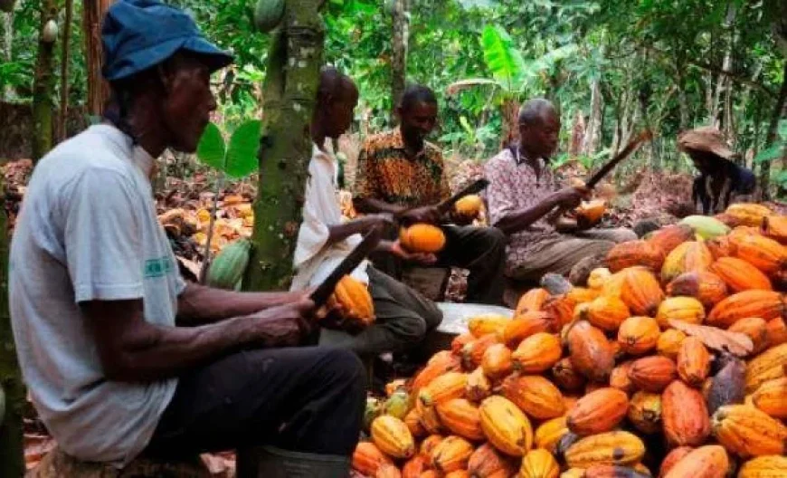 Ivory Coast Reduces Cocoa Prices Effective March 1