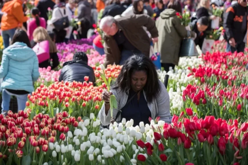 National Mall Transforms Into Vast Tulip Garden This March
