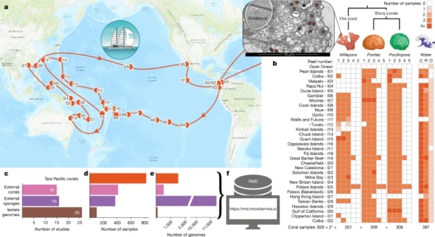 Coral Microbiomes Hold Untapped Genomic and Biosynthetic Diversity