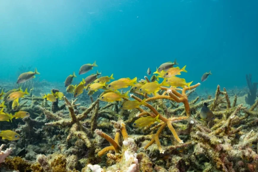 Army Corps Project Threatens Florida’s Last Thriving Coral Reef