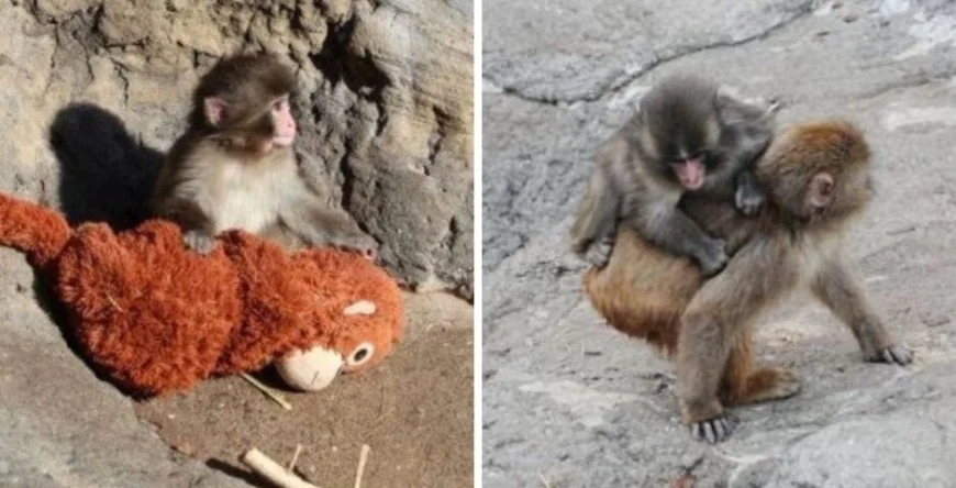 Punch the Monkey Update Today: Baby Macaque Gets First Piggyback Ride, Makes New Friends, and May Be Outgrowing His IKEA Stuffed Toy