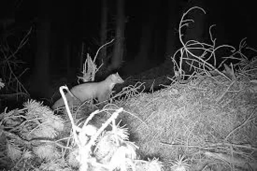 Rte Radio 1 ‘Positive indications’ for red squirrels and pine martens — an evidence gap exposed