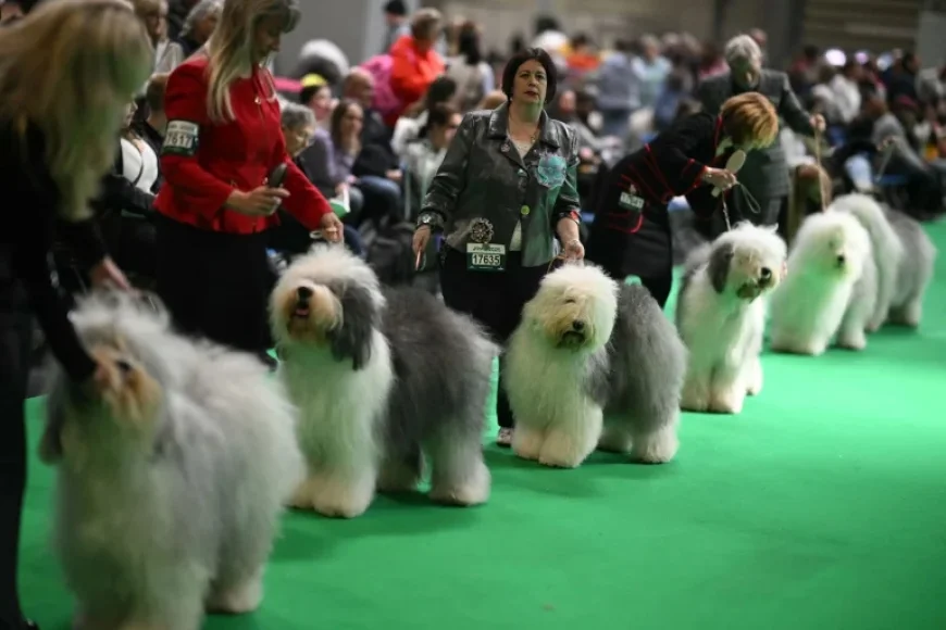 Crufts 2026: From Claudia Winkleman to the Komondor — a closer look at what the show brings to life