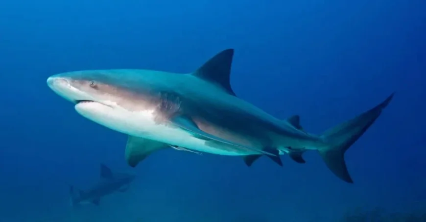 Lady Elliot Island attack exposes a tourist-safety paradox