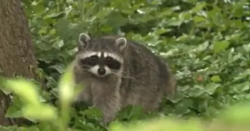 Alexandria’s Old Town on alert after a raccoon bites two people