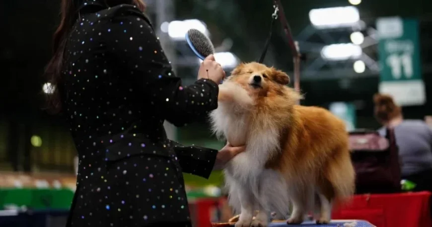 Crufts 2026: Dogs arrive as grooming debut exposes shift from competition to spectacle