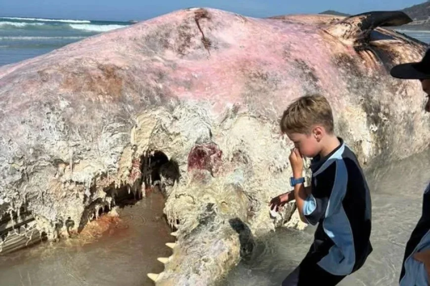 The Whale carcass washes ashore at Denison Beach near Bicheno