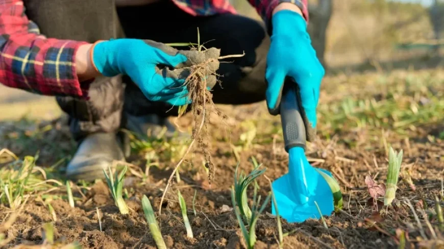 Monty Don Meets March: A Gardener’s Marching Orders and the 19 Best Perennials