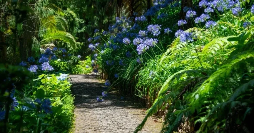 Alan Titchmarsh’s 7 ‘Drought-Tolerant’ Plants Reveal a Watering Paradox