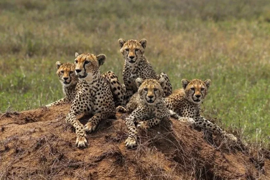 Tanzania Expansion by Bestday Safaris Promises Affordability — But What Is the Trade‑Off?