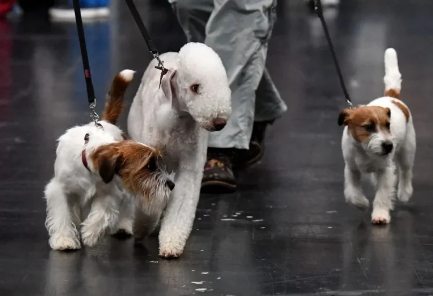 Crufts Results Kennel Club: Three Revelations from Day Two of the Show