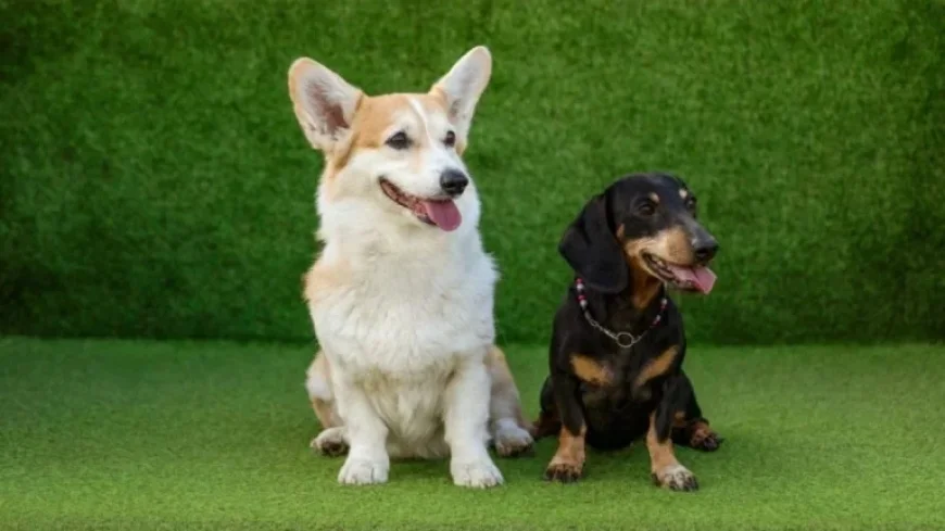 Dog Breeds Banned In Uk proposal targets 67 popular dogs amid welfare debate