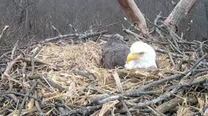 Streamed Nesting: Hanover Bald Eagle Family Grows as Mom Lays Second Egg