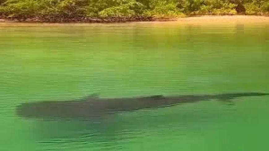 Costa Rica: A giant shark in the shallows exposes how little we see of what’s happening offshore