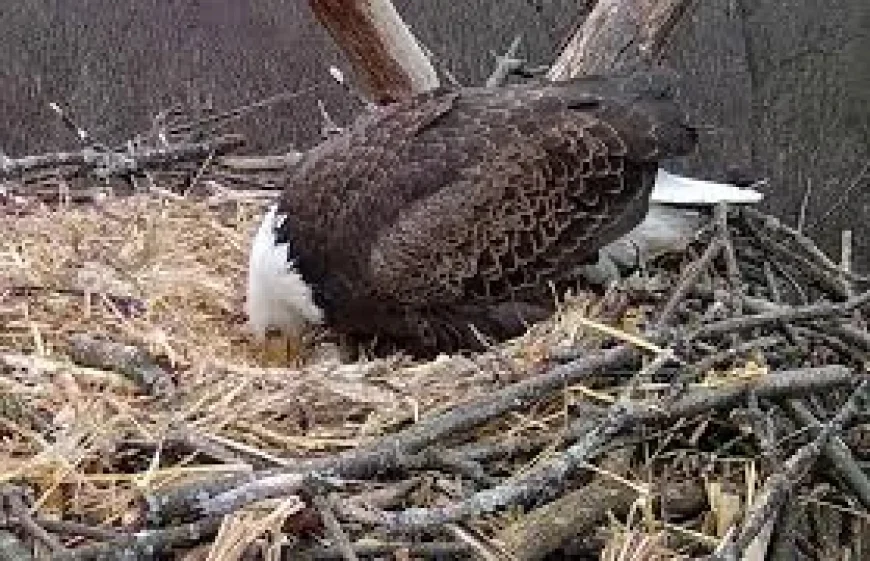 Streamed Nest Watch: Hanover Eagles Lay First Egg and Draw a Community
