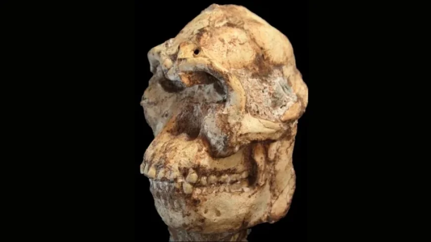 Little Foot Digital Reconstruction Reveals an East–West Puzzle in Early Hominins