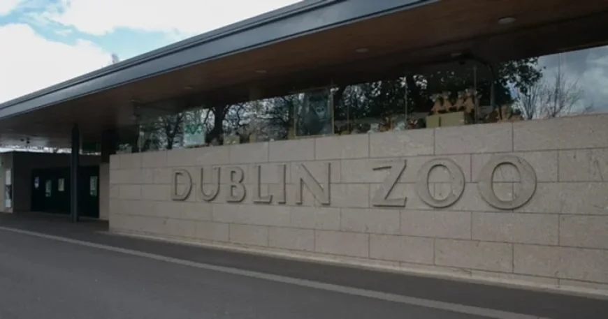 James Patrice Dublin Zoo: Row Erupts Over Mother’s Day Campaign as Takeover Nears