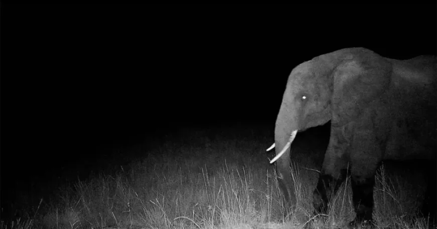 Herzog’s Ghost Elephants: A Filmmaker’s Hunt Lifts the Veil on Angola’s Hidden Survivors