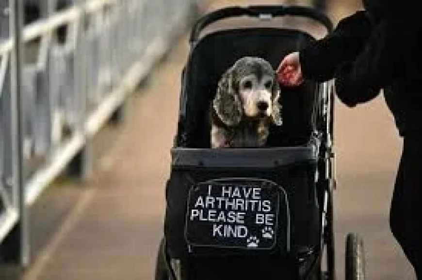 Clumber Spaniel Spotlight at Crufts 2026 Reveals Visibility Gap as Thousands of Dogs Arrive