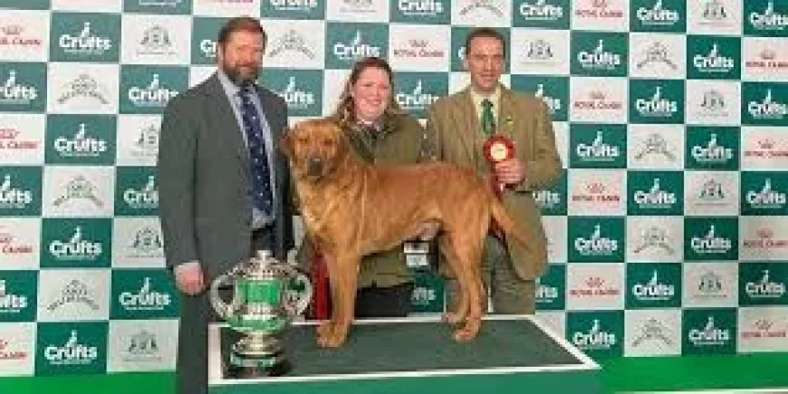 Crufts Winners: ‘Gentle giant’ Clyde steals the show as thousands of dogs arrive in Birmingham