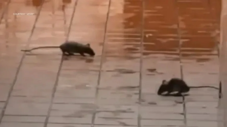 Mcdonald’s Shuts Down Wild Burger Rumor — And Faces a Separate Rodent Closure That Tests Trust