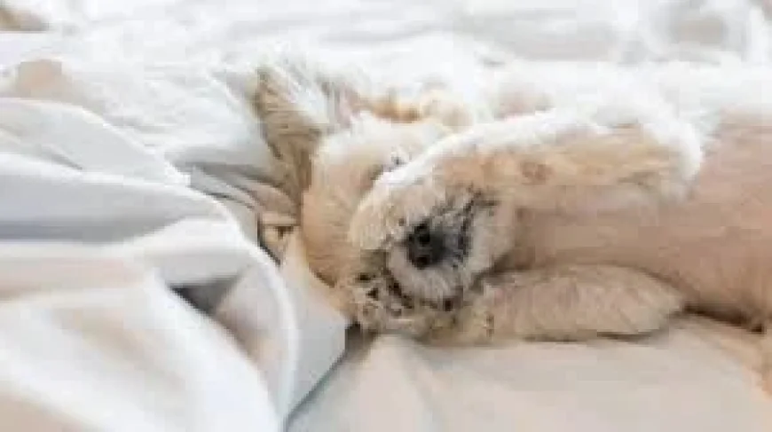 Sunrise After the Clock Jump: 4 Details That Explain Why Daylight Saving Time Still Divides the US