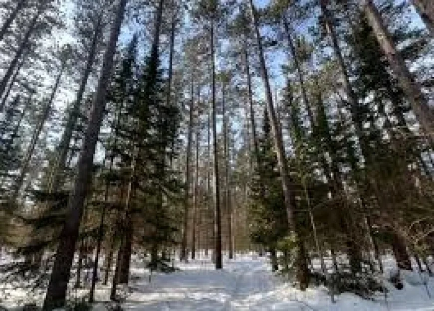 Sootoday reveals gaps in local alerts as outage map failed while police confirm creek death