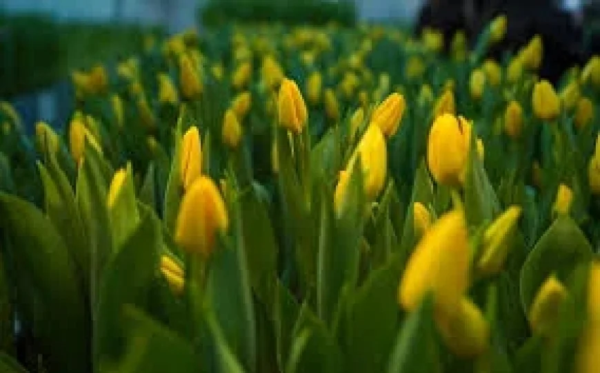 Mongolie imported 12.2 million fresh flowers in 2025 as customs flags safety checks