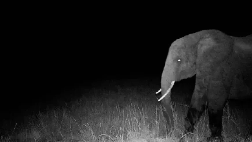 Brianna Johnson and a Houston wedding where “Honorable Bishop Ocho” met family vows